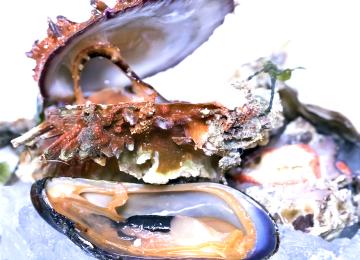 Cruditè di mare
